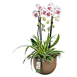Piardino Schmetterlingsorchidee (Phalaenopsis, Topfgröße: 19 cm, Aufrecht)
