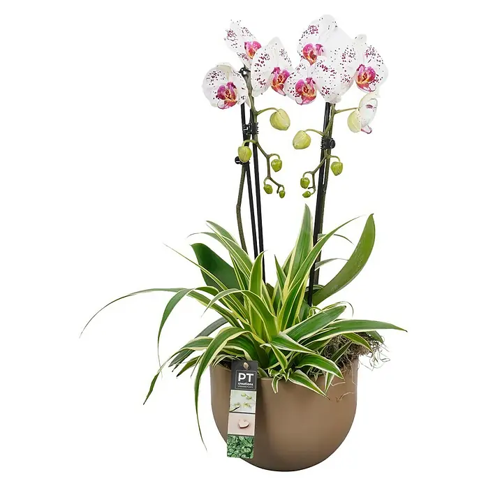 Piardino Schmetterlingsorchidee - Phalaenopsis, Topfgröße: 19 cm, Aufrecht - Topf-Orchidee mit weißen, lila gesprenkelten Blüten und grün-weißem Laub in einem beigen Topf.