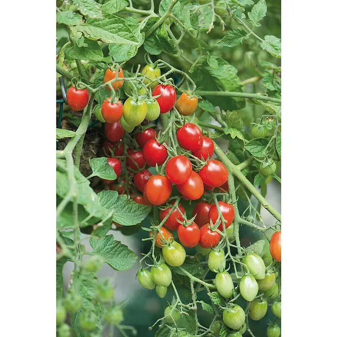 Blu Bio Cherrytomate - Lycopersicon esculentum, 12 cm, Erntezeit: Juli - Rote, orangefarbene und grüne Kirschtomaten reifen an einer üppigen Rebe.