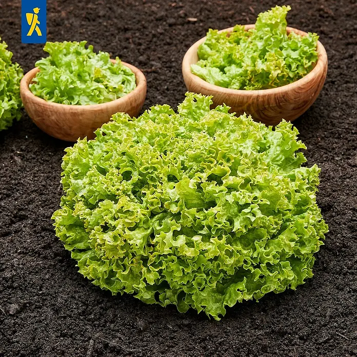 Piardino Pflücksalat 6er Schale - Latuca sativa Lollo Bionda - Frischer grüner krauser Salat auf dunkler Erde, mit zwei Holzschalen voller Salat.