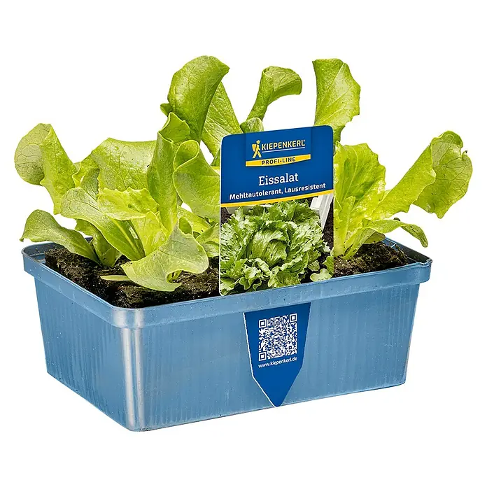 Piardino Eisbergsalat 6er Schale - Latuca sativa var.Cap. - Grüne Salatsetzlinge in einem blauen rechteckigen Kunststofftopf mit Produktetikett.