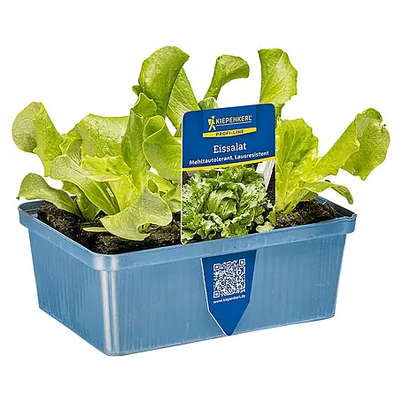 Piardino  Eisbergsalat 6er Schale