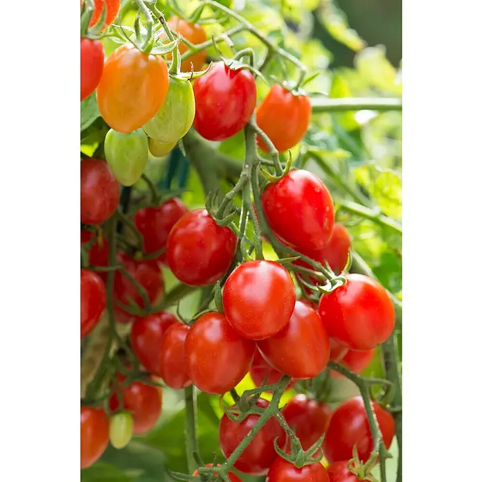 Blu Bio Cherrytomate - Lycopersicon esculentum, 12 cm, Erntezeit: Juli - Nahaufnahme reifender Tomaten am Strauch, mit roten, orangefarbenen und grünen Früchten.
