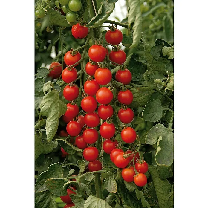 Blu Bio Cherrytomate Pepe - Lycopersicon lycopersicum, 12 cm, Erntezeit: Juli - Traube reifer roter Kirschtomaten hängt an einer Ranke zwischen grünen Blättern.