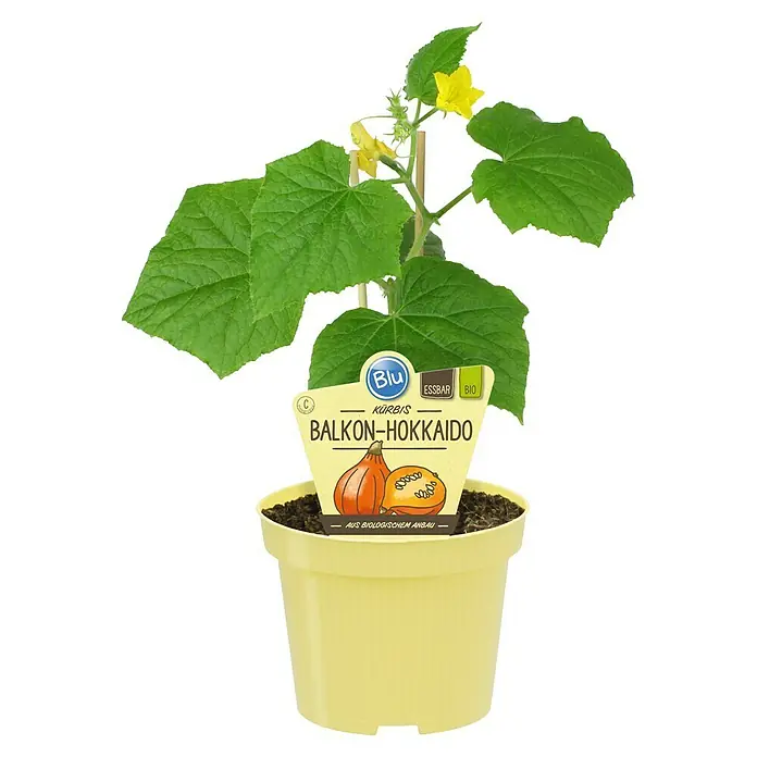Blu Bio Hokkaidokürbis Balkon - Cucurbita maxima, 12 cm - Grünblättrige Kürbispflanze mit gelben Blüten im gelben Topf mit Etikett "Balkon-Hokkaido".