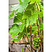 Piardino Bio Weinrebe (Vitis vinifera, Topfvolumen: 3 l) | BAUHAUS