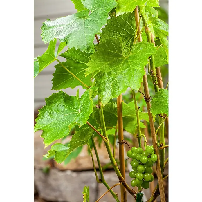 Piardino Bio Weinrebe - Vitis vinifera, Topfvolumen: 3 l - Üppiger grüner Weinstock mit gesunden Blättern und einer Traube unreifer grüner Weintrauben, gestützt von braunen Pfählen.