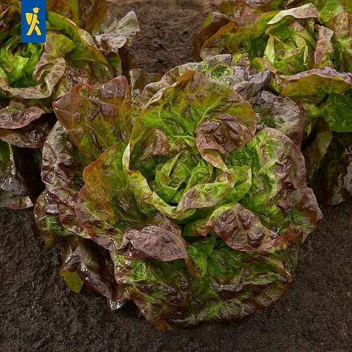 Piardino Blattsalat Rot 6er Schale - Latuca sativa - Rot-grüne Salatkopf-Pflanzen wachsen in dunkler Erde.