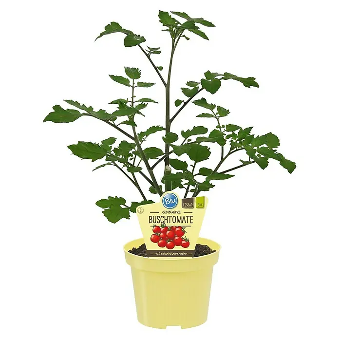 Blu Bio Cherrytomate - Lycopersicon esculentum, 12 cm, Erntezeit: Juli - Gepflanzte kompakte Bio-Buschtomate mit grünen Blättern in einem gelben Topf und einem Produktanhänger mit roten Tomaten.