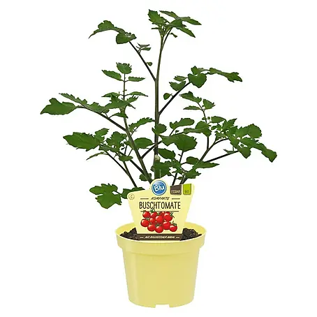Blu Bio Cherrytomate