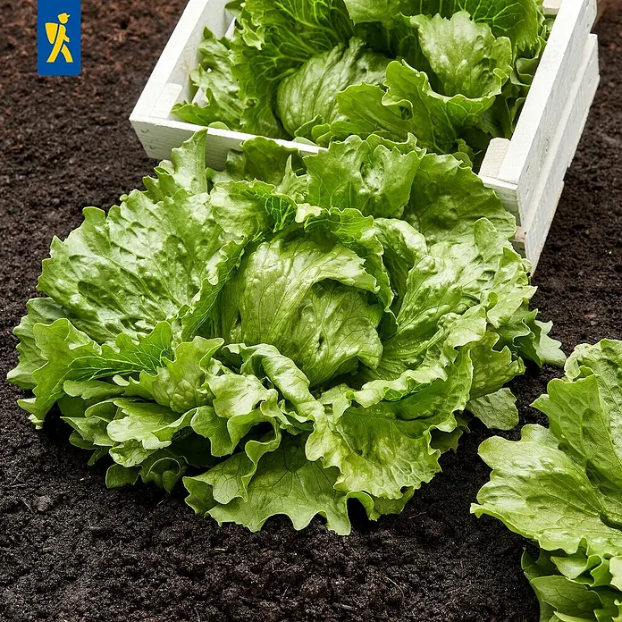 Piardino Eisbergsalat 6er Schale - Latuca sativa var.Cap. - Frische grüne Salatherzen auf dunkler Erde neben einer weißen Holzkiste.