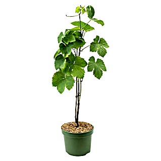 Piardino Bio Weinrebe (Vitis vinifera, Topfvolumen: 3 l)