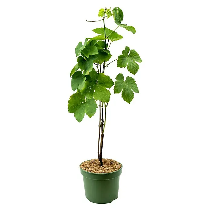 Piardino Bio Weinrebe - Vitis vinifera, Topfvolumen: 3 l - Eine junge Weinrebe mit grünen Blättern und braunen Stielen in einem grünen Topf mit Holzhackschnitzeln.