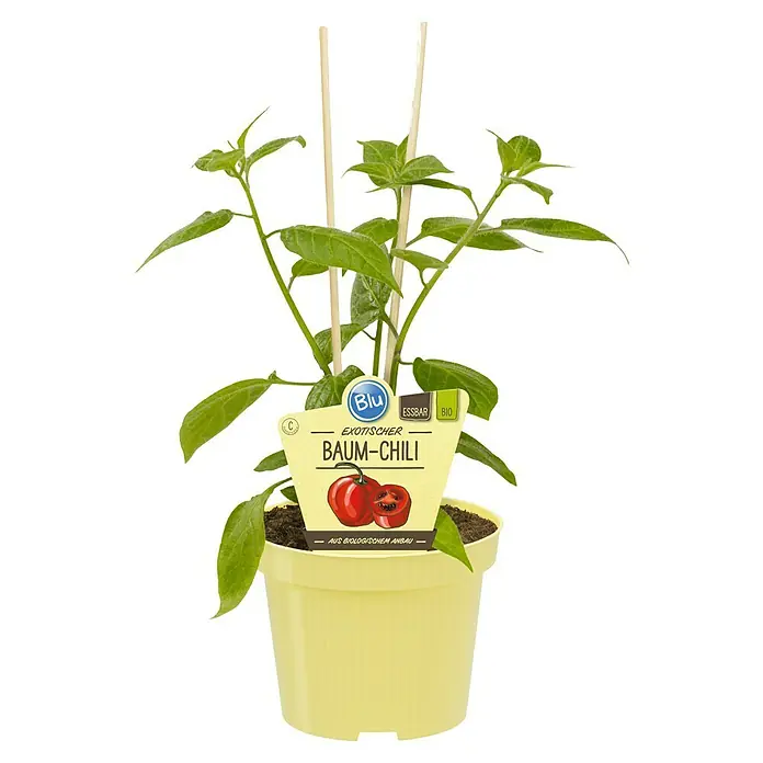 Blu Bio Chili Baum-Chili -  - Kleine Baum-Chilipflanze in gelbem Topf mit Etikett, das rote Chilis und Bio-Anbauinformationen zeigt, gestützt von Holzstäben.