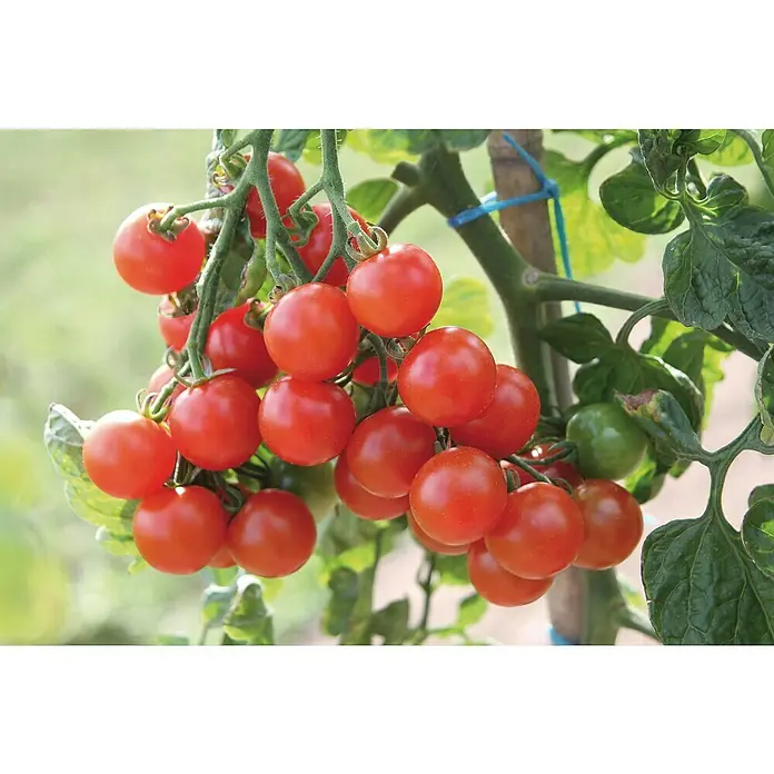 Blu Bio Cherrytomate Pepe - Lycopersicon lycopersicum, 12 cm, Erntezeit: Juli - Reife rote Kirschtomaten wachsen an einer grünen Rebe mit Blättern, gestützt von einem Stab.