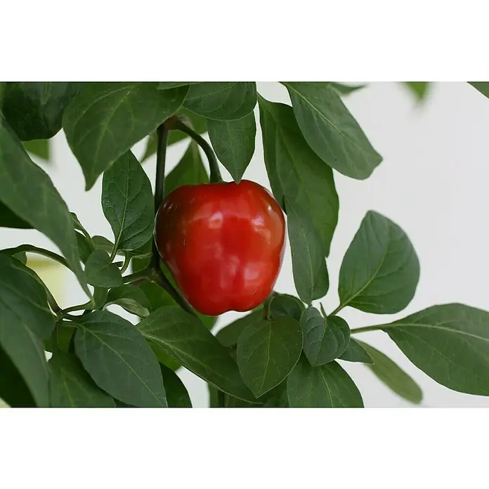 Blu Bio Chili Baum-Chili -  - Rote Paprika wächst an einer Pflanze mit grünen Blättern.