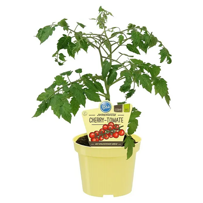 Blu Bio Cherrytomate Pepe - Lycopersicon lycopersicum, 12 cm, Erntezeit: Juli - Kirschtomatenpflanze aus biologischem Anbau im gelben Topf mit Produktetikett.