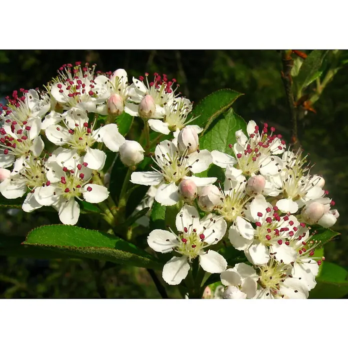 Blu Bio Apfelbeere Vitaminbeere - Aronia melanocar, Topfgröße: 12 cm, Erntezeit: August - Gruppe weißer Blüten mit roten Staubgefäßen und hellrosa Knospen, umgeben von grünen Blättern.