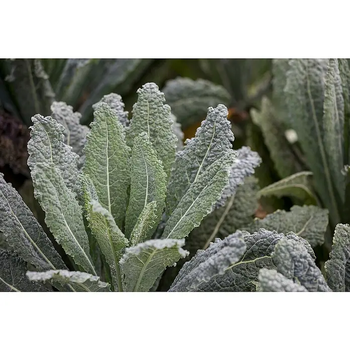 Blu Bio Palmkohl - Brassica oleracea, Topfgröße: 12 cm - Strukturierte dunkelgrüne Grünkohlblätter, bedeckt mit schimmerndem Reif.
