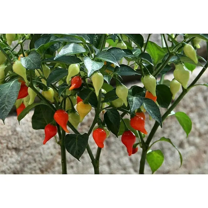 Blu Bio Chili Tropfenchili - Capsicum chinense, 12 cm - Rote, orangefarbene, gelbe und grüne Chilischoten mit spitz zulaufenden Enden wachsen an einer grünen Pflanze.