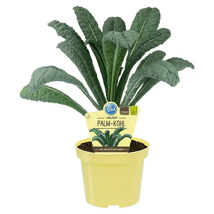 Blu Bio Palmkohl - Brassica oleracea, Topfgröße: 12 cm - Gelb getopfter Bio-Palmkohl mit Etikett.
