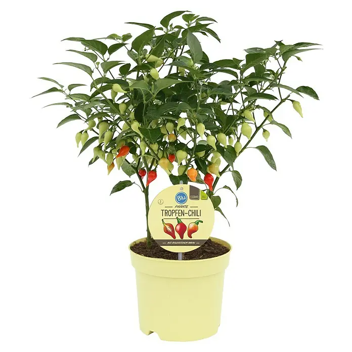 Blu Bio Chili Tropfenchili - Capsicum chinense, 12 cm - Topf-Chili-Pflanze 'Tropfen-Chili' mit grünen Blättern und reifenden Chilis (grün, gelb, orange, rot) in einem hellgelben Topf mit rundem gelbem Etikett.