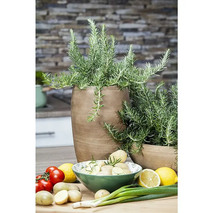 Blu Bio Rosmarin hängend - Rosmarinus officinalis, Topfgröße: 12 cm - Frischer Rosmarin in zwei Terrakottatöpfen auf Holztisch, umgeben von Kartoffeln, Tomaten, Zitronen und Frühlingszwiebeln, bereit zum Kochen.