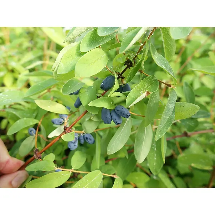 Blu Bio Heidelbeere - Lonicera kamtschatica, Topfgröße: 12 cm - Eine Hand hält einen Ast mit dunkelblauen, länglichen Heckenkirschen, frischen Blättern und Wassertropfen.
