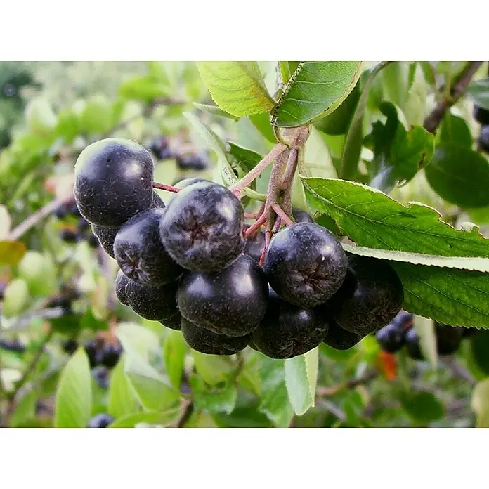 Blu Bio Apfelbeere Vitaminbeere - Aronia melanocar, Topfgröße: 12 cm, Erntezeit: August - Trauben von dunklen Aroniabeeren an einem Ast mit grünen Blättern.