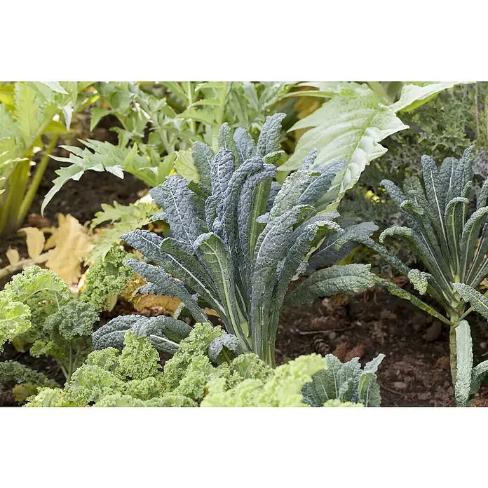 Blu Bio Palmkohl - Brassica oleracea, Topfgröße: 12 cm - Nahaufnahme eines Gartenbeets mit verschiedenen Kohlsorten, darunter dunkelgrüner Palmkohl und hellgrüner Grünkohl.