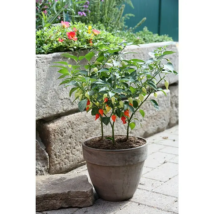 Blu Bio Chili Tropfenchili - Capsicum chinense, 12 cm - Topf-Chilipflanze mit grünen Blättern und reifenden Paprika in Gelb-, Orange- und Rottönen.