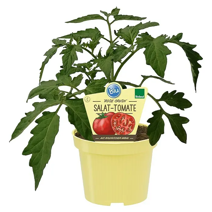 Blu Bio Fleischtomate - Lycopersicon esculentum, 12 cm, Erntezeit: Juli - Tomatenpflanze 'Rose Crush' im gelben Topf mit Bio-Anbau-Etikett.