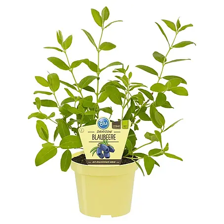 Blu Bio Heidelbeere