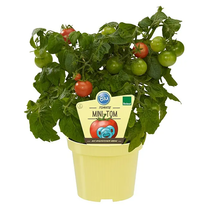 Blu Bio Mini-Tomate - Lycopersicon esculentum, 12 cm, Erntezeit: Juli - Mini-Tomatenpflanze im gelben Topf mit grünen Blättern, roten und grünen Tomaten und einem Etikett mit Schnuller-Tomaten-Illustration.