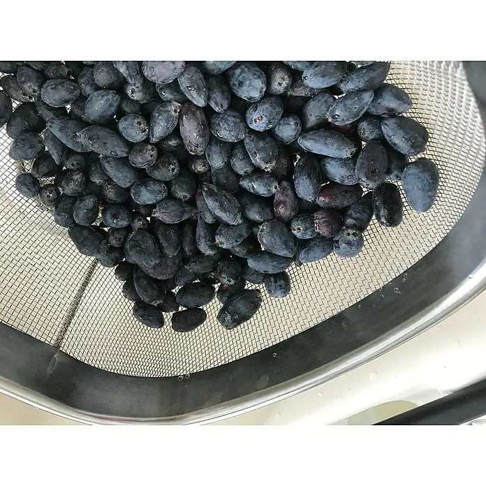 Blu Bio Heidelbeere - Lonicera kamtschatica, Topfgröße: 12 cm - Frisch gewaschene, dunkelblaue Haskap-Beeren in einem Metallsieb.