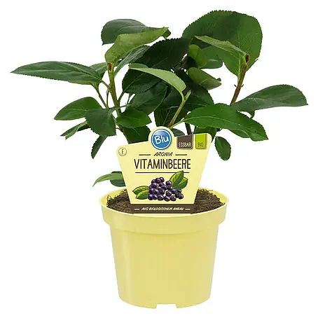Blu Bio Apfelbeere Vitaminbeere