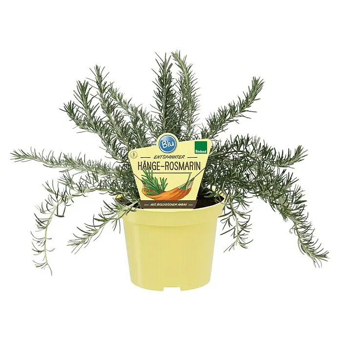 Blu Bio Rosmarin hängend - Rosmarinus officinalis, Topfgröße: 12 cm - Rosmarin-Pflanze in gelbem Topf mit Etikett, als Bio-Hänge-Rosmarin gekennzeichnet.