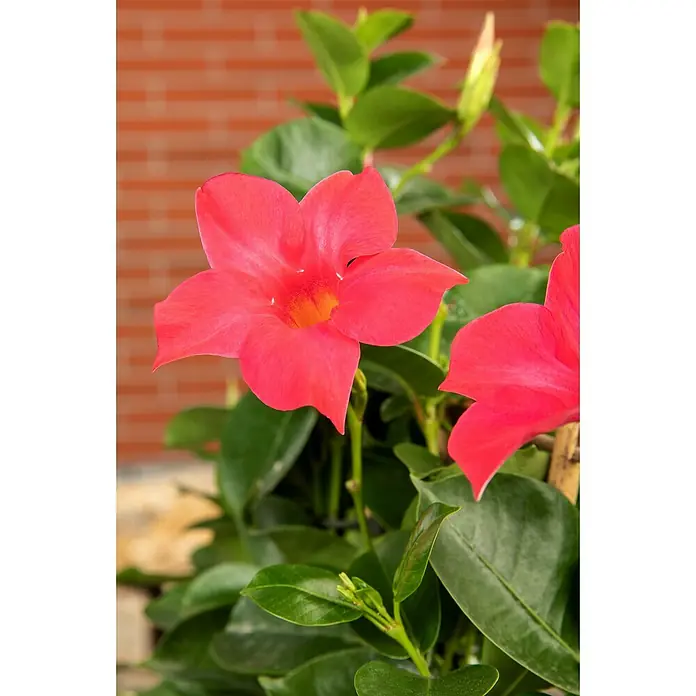 Piardino Dipladenia - Dipladenia sanderi Diamantina, Topfgröße: 17 cm, Rot - Leuchtend rote fünfblättrige Blüte mit gelber Mitte an einer grünen Pflanze.