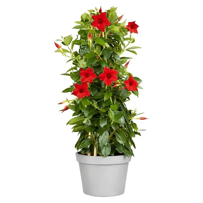 Piardino Dipladenia Sundaville Rio Pyramide - Dipladenia sanderi Diamantina, Topfgröße: 17 cm, Rot - Eine Topfpflanze mit leuchtend roten Blüten und üppig grünen Blättern in einem grauen Topf.