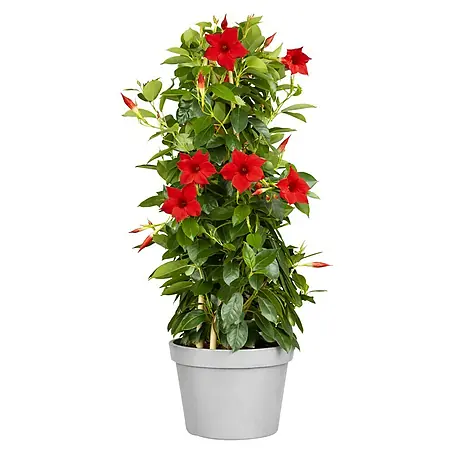 Piardino  Dipladenia Sundaville Rio Pyramide