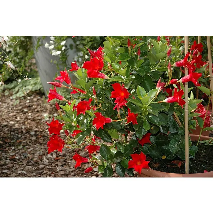 Piardino Dipladenia - Dipladenia sanderi Diamantina, Topfgröße: 17 cm, Rot - Leuchtend rote, trompetenförmige Blüten an einer üppig grünen Pflanze in einem braunen Topf.