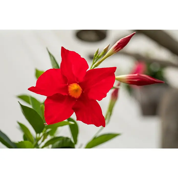 Piardino Dipladenia - Dipladenia sanderi Diamantina, Topfgröße: 17 cm, Rot - Lebhaft rote Tropenblume mit gelber Mitte und mehreren geschlossenen roten Knospen.