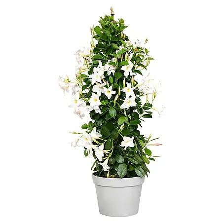 Piardino  Dipladenia Pyramide