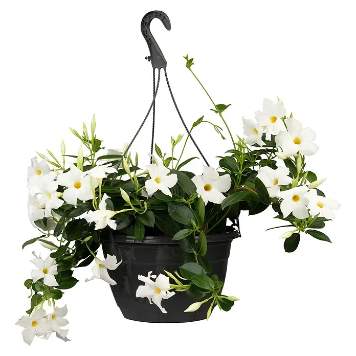 Piardino Dipladenia Ampel - Dipladenia sanderi Diamantina, Topfgröße: 20 cm, Rosa/Rot/Weiß - Schwarzer Hängekorb mit weißen Blumen und grünen Blättern.