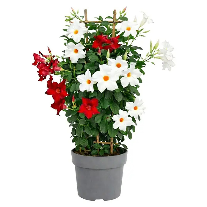 Piardino Dipladenia Sundaville Bicolor Spalier - Dipladenia sanderi Diamantina, Topfgröße: 20 cm, Weiß/Rot - Topfpflanze Mandevilla mit weißen und roten Blüten an einem Holzgitter in einem grauen Topf.