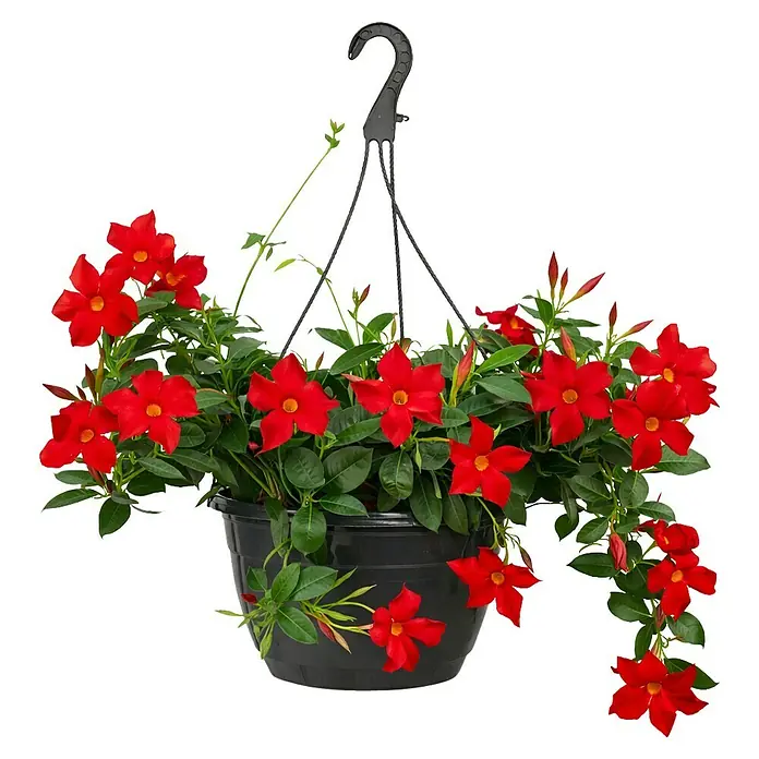 Piardino Dipladenia Ampel - Dipladenia sanderi Diamantina, Topfgröße: 20 cm, Rosa/Rot/Weiß - Schwarze Hängeampel mit leuchtend roten Blüten und sattem Grün.