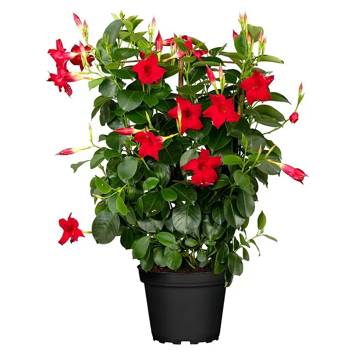 Piardino Dipladenia - Dipladenia sanderi Diamantina, Topfgröße: 17 cm, Rot - Rote Mandevilla-Pflanze mit grünen Blättern und vielen Blüten in einem schwarzen Pflanztopf.