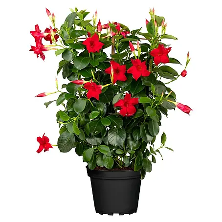 Piardino  Dipladenia