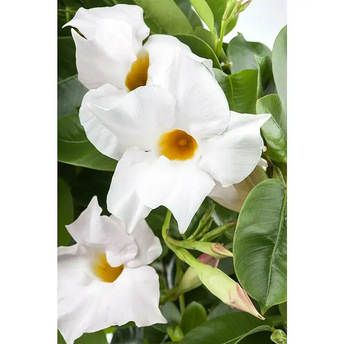 Piardino Dipladenia Pyramide - Dipladenia sanderi Diamantina, Topfgröße: 23 cm, Weiß - Nahaufnahme weißer Blüten mit gelben Zentren und leuchtend grünen Blättern, mit sichtbaren geschlossenen Knospen.