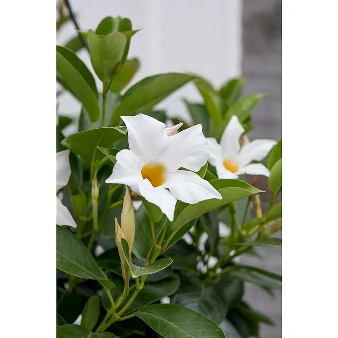 Piardino Dipladenia Pyramide - Dipladenia sanderi Diamantina, Topfgröße: 23 cm, Weiß - Nahaufnahme einer Pflanze mit weißen Blüten und gelber Mitte, umgeben von leuchtend grünen Blättern.